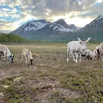 Tromso Lapland Reindeer Farm