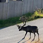 Flott Leilighet, Nydelig Natur - Gratis Parkering