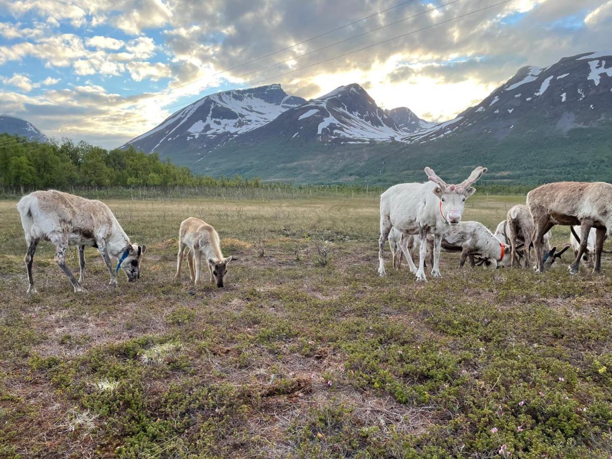 Lapland Reindeer Farm *