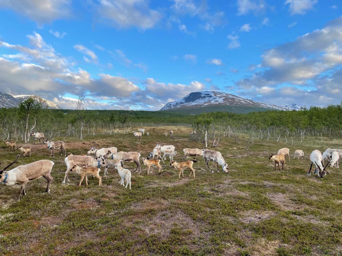 Luxuszelt Lapland Reindeer Farm Tromsø