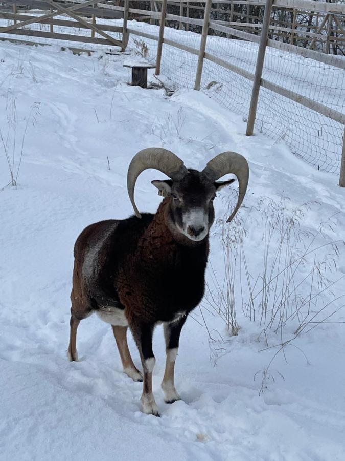 Koselig Dyregard I Tromso