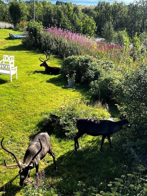 Koselig Leilighet Med Utsikt Apartment