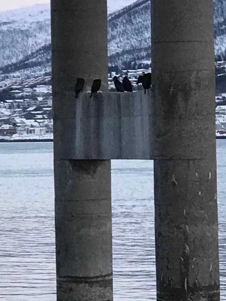 Cosy New 25 Kvm In The Heart Of Tromsoe Apartment