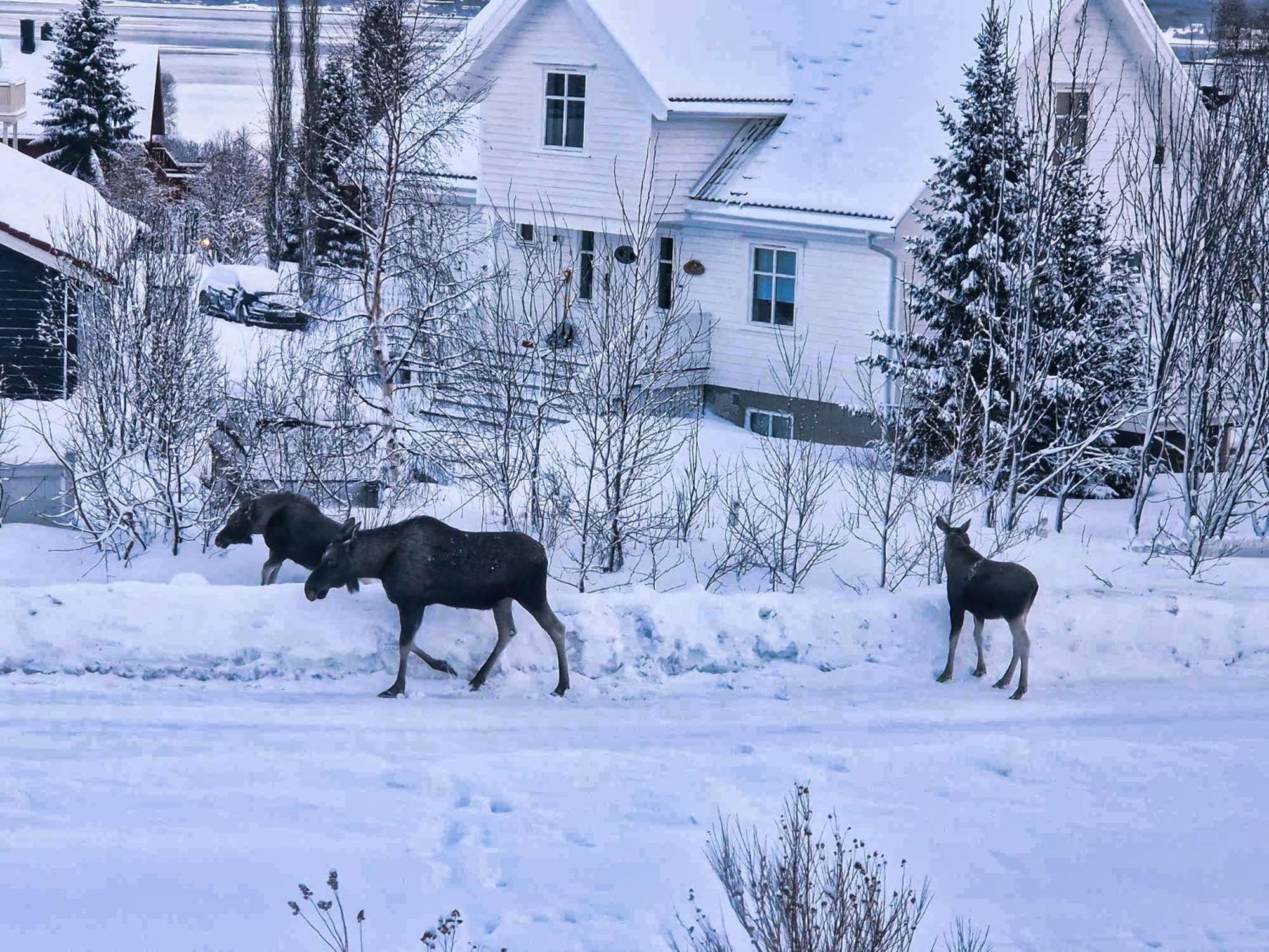 Appartement Modern 2 Bedroom Luxury King Bed, New Queen Bed, Free Parking, Perfect For Aurora Hunting And Exploring Kvaloya, Tromso, And Surrounding Islands Year-round