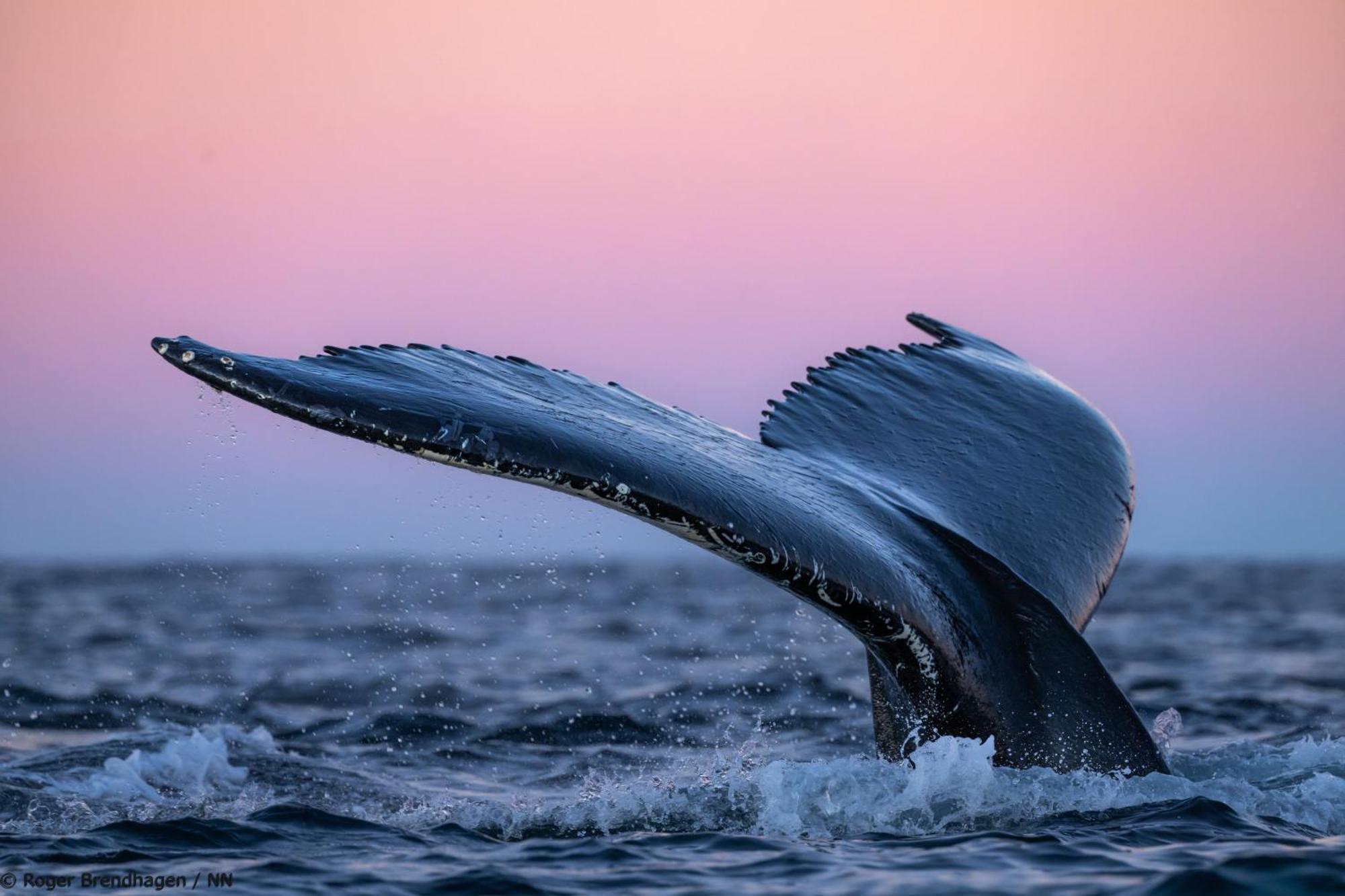 Botel 24hrs Northern Lights & Whale Watching Cruise *