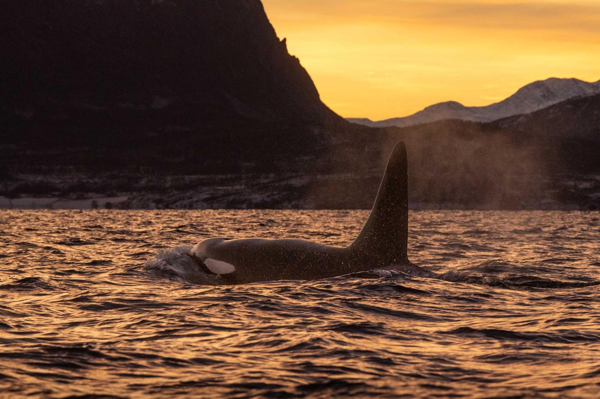 24hrs Northern Lights & Whale Watching Cruise Botel