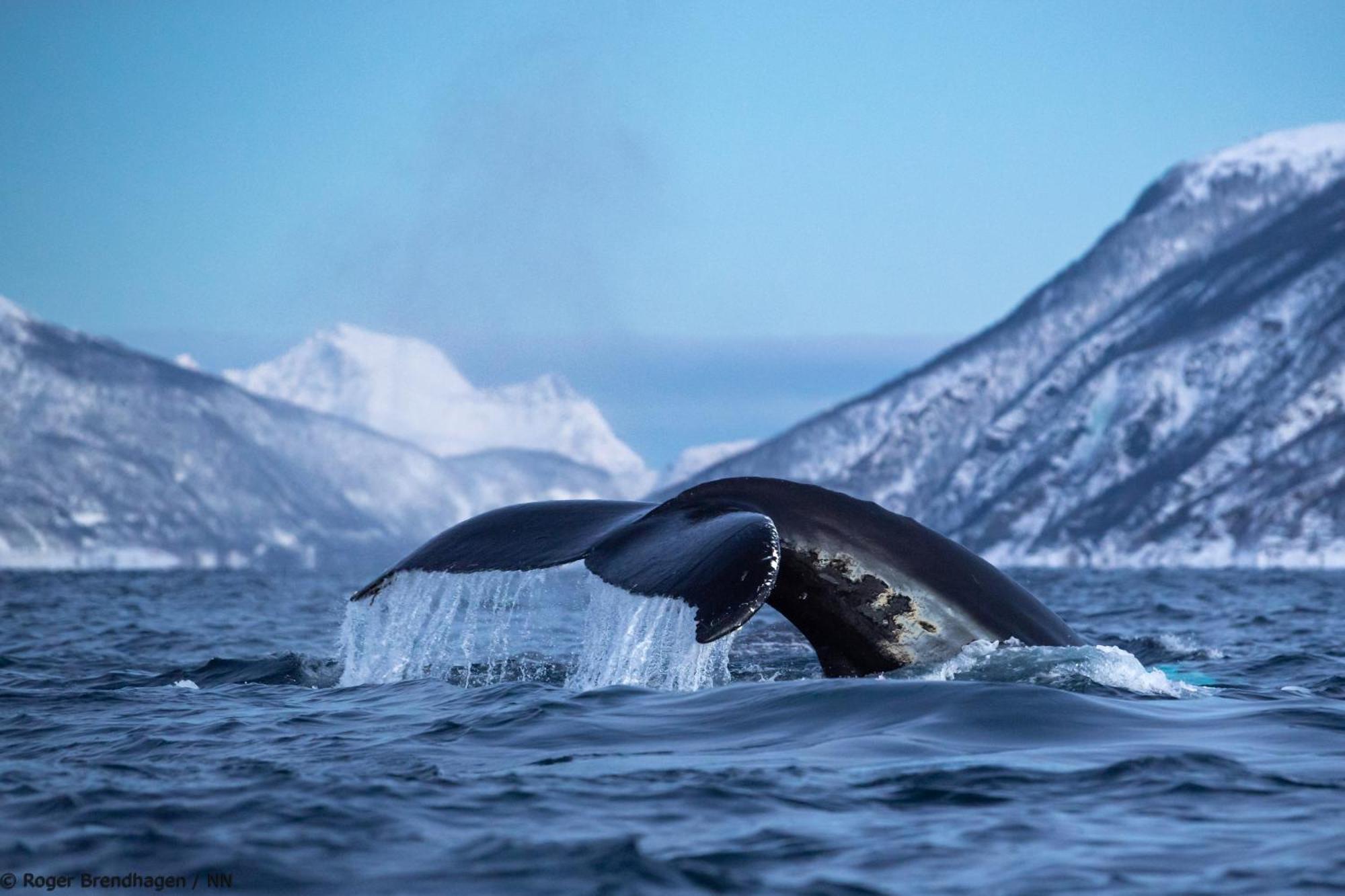 Botel 24hrs Northern Lights & Whale Watching Cruise
