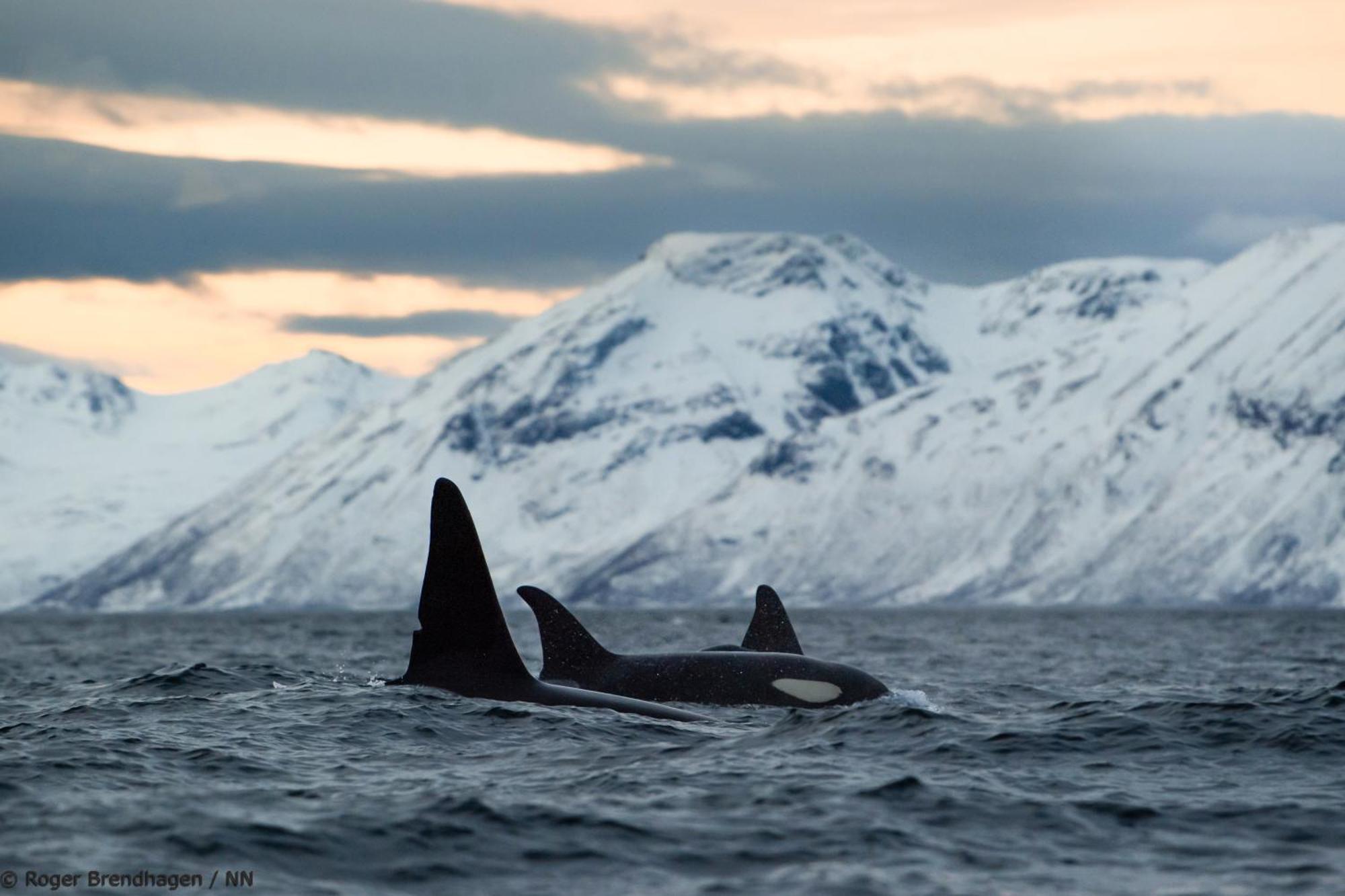 Botel 24hrs Northern Lights & Whale Watching Cruise *