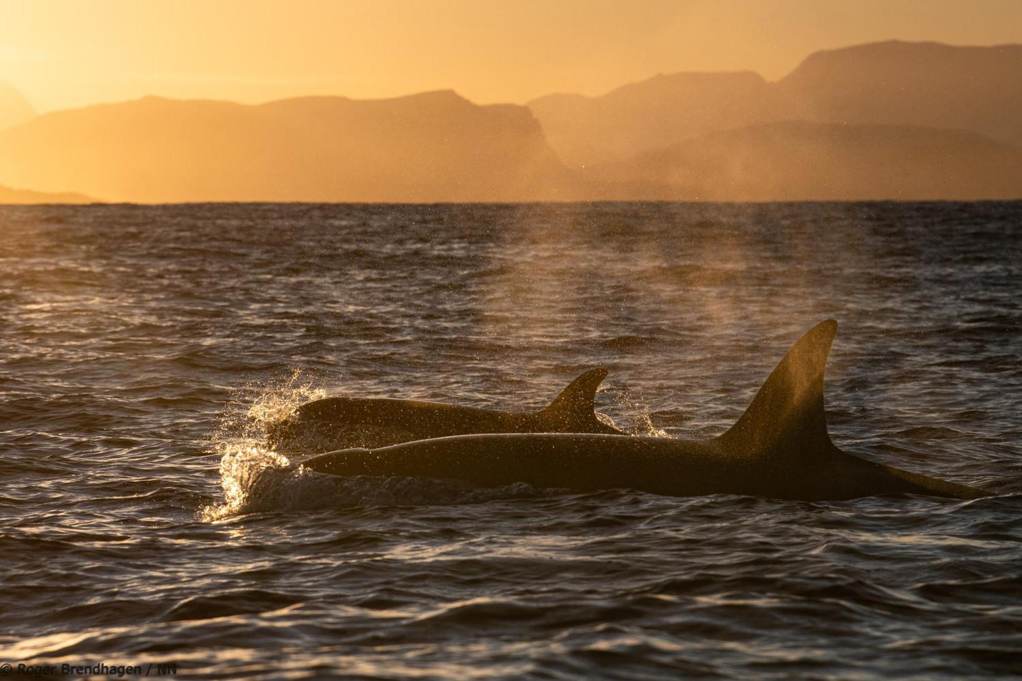 24hrs Northern Lights & Whale Watching Cruise Botel *