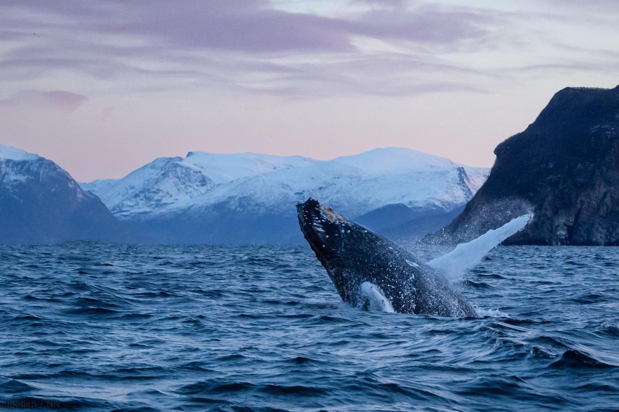24hrs Northern Lights & Whale Watching Cruise Tromso