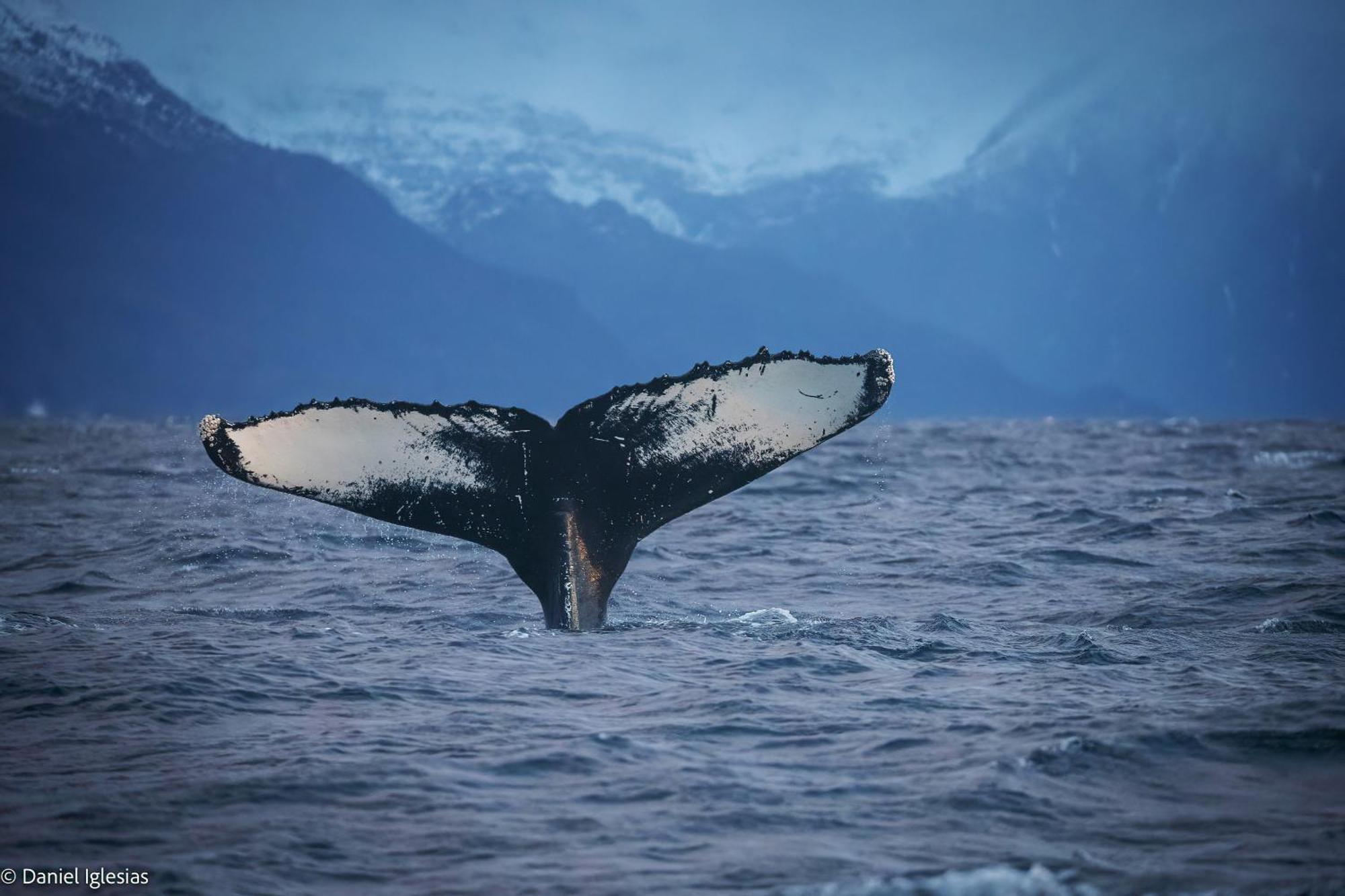 Botel 24hrs Northern Lights & Whale Watching Cruise