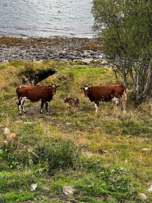 Tronderstua *