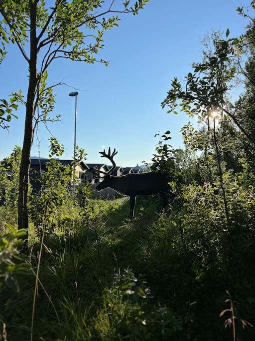 Hybelleilighet I Flott Endegate * Tromso