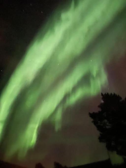 Aurora Tromsø