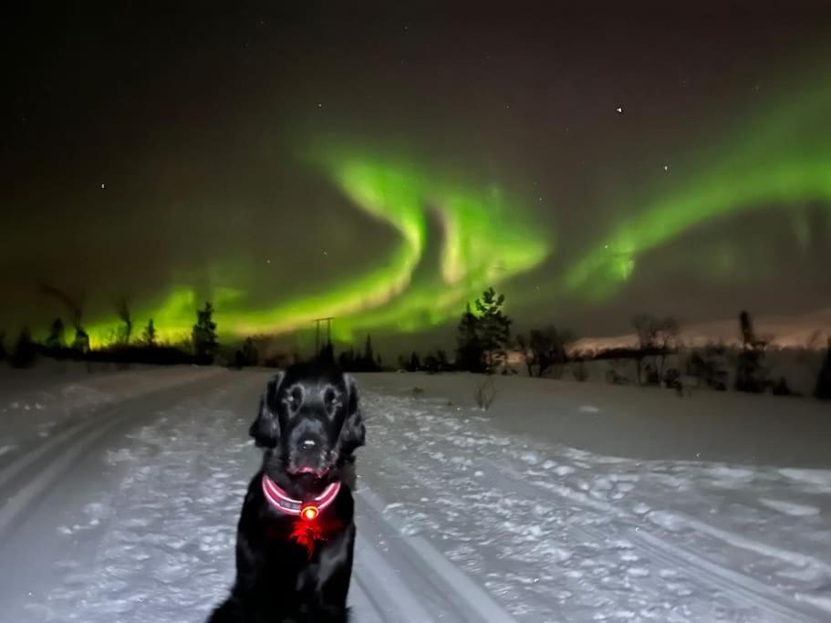 Eide Aurora *