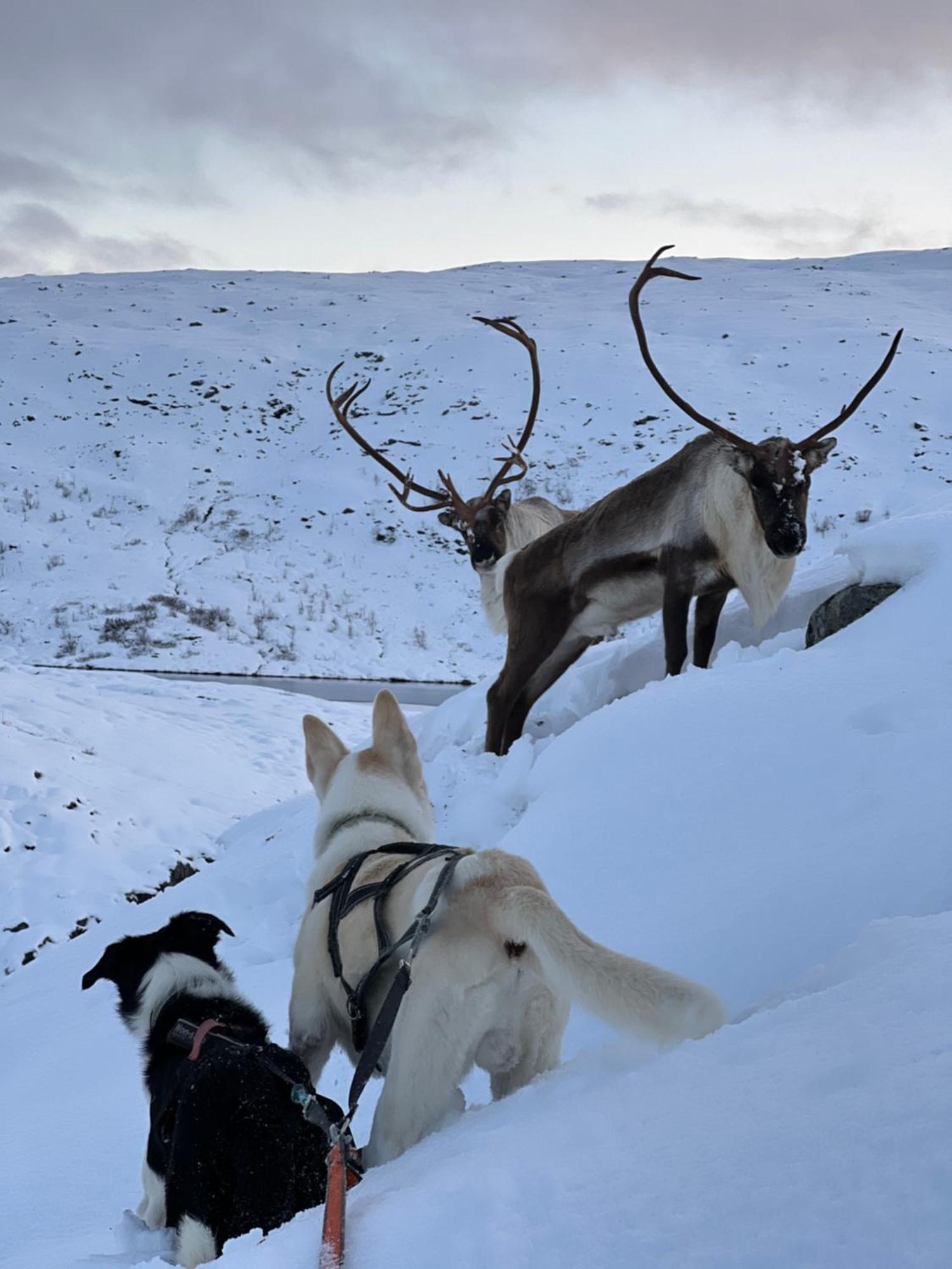 I Vakre Omgivelser Tromsø