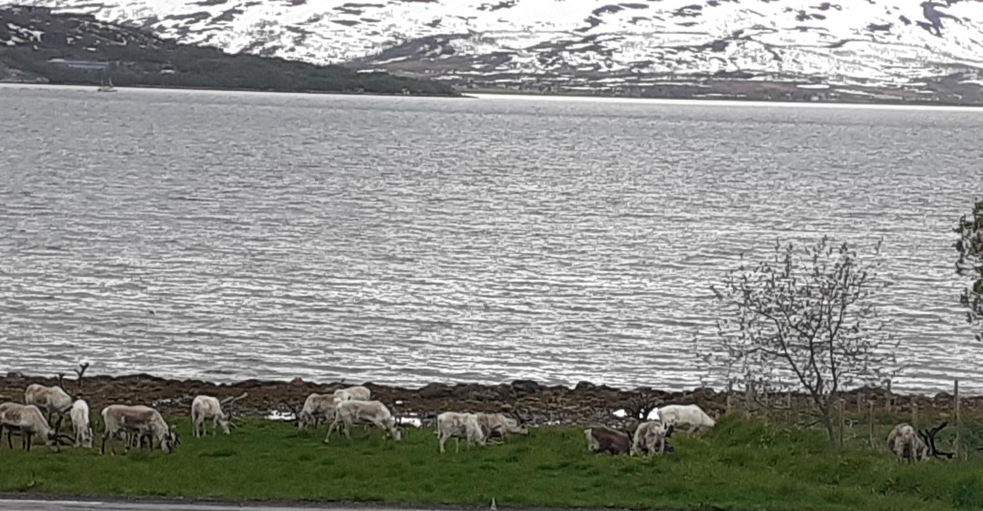 Near The Sea Tromso